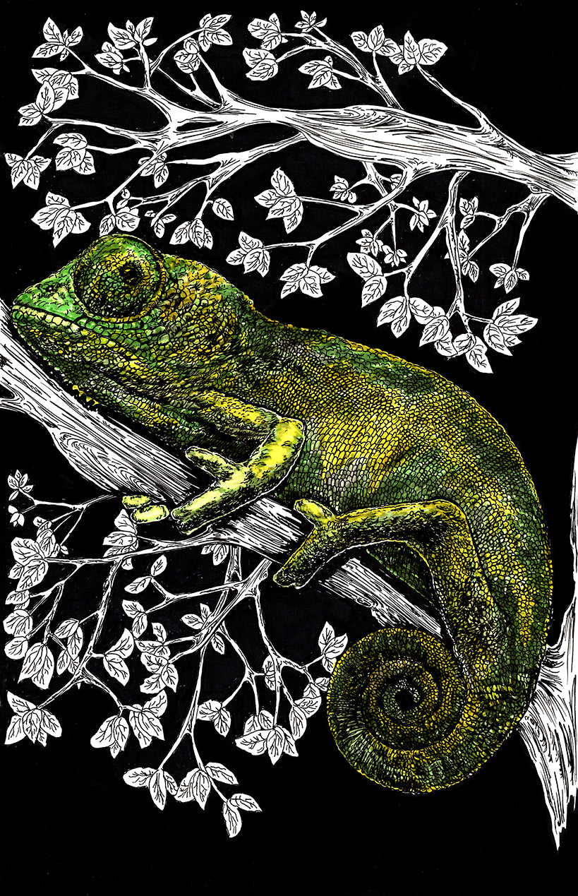 Chameleon 2 Wall Art Poster Print of Original Art