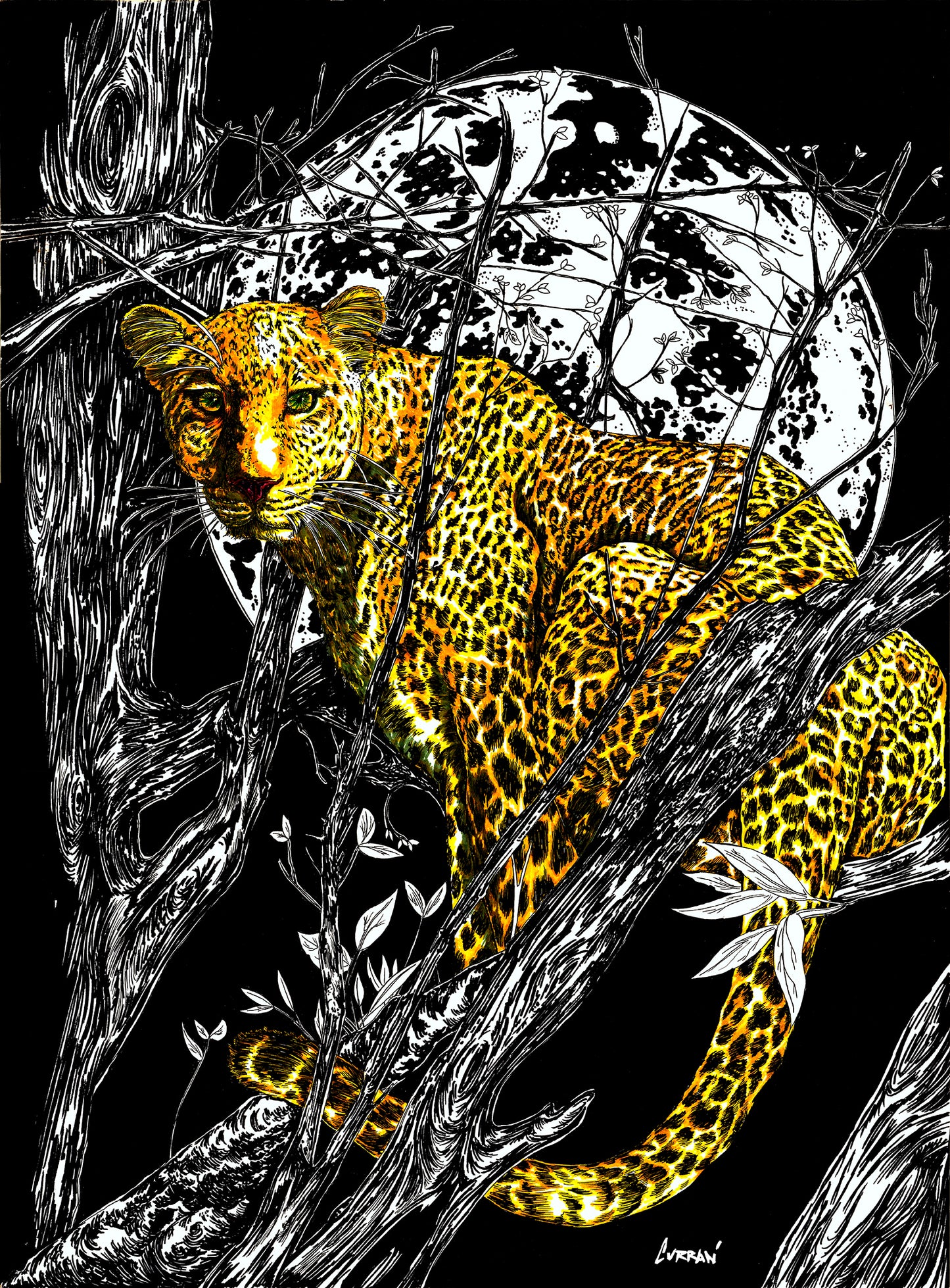 Cheetah 1 Wall Art Poster, Hand Drawn Art by Kris Curran