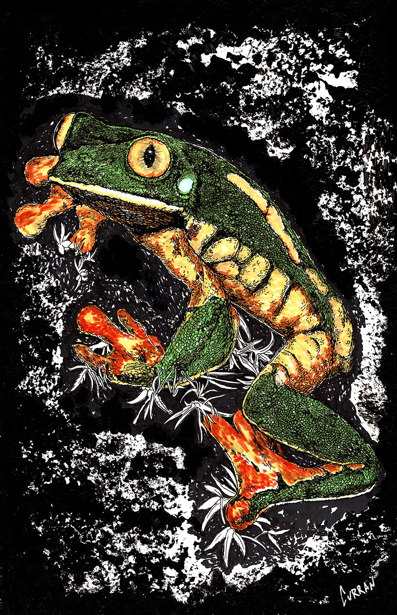 Frog 2 Original Hand Drawn Wall Art Poster