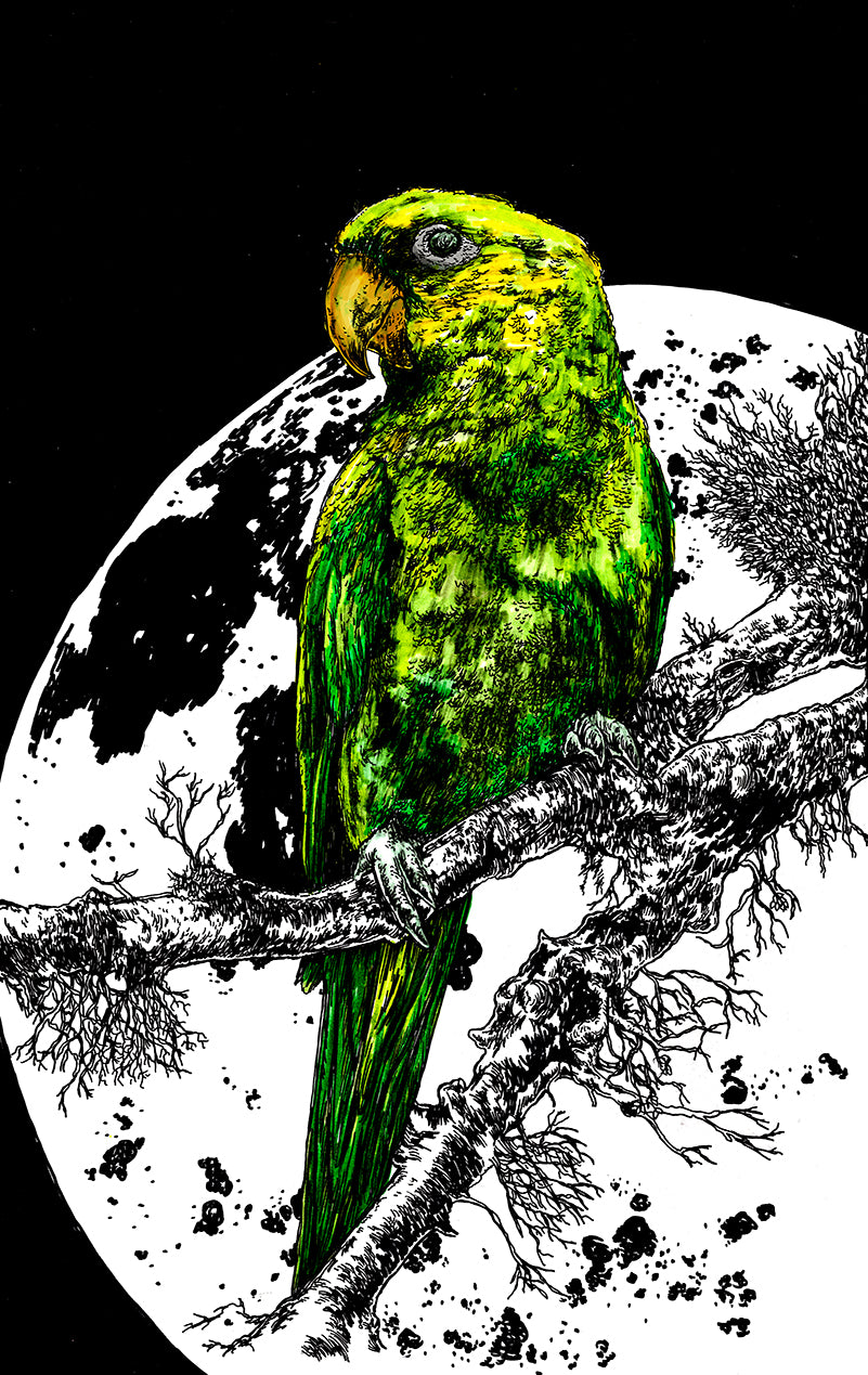 Parrot 1 Wall Art Poster