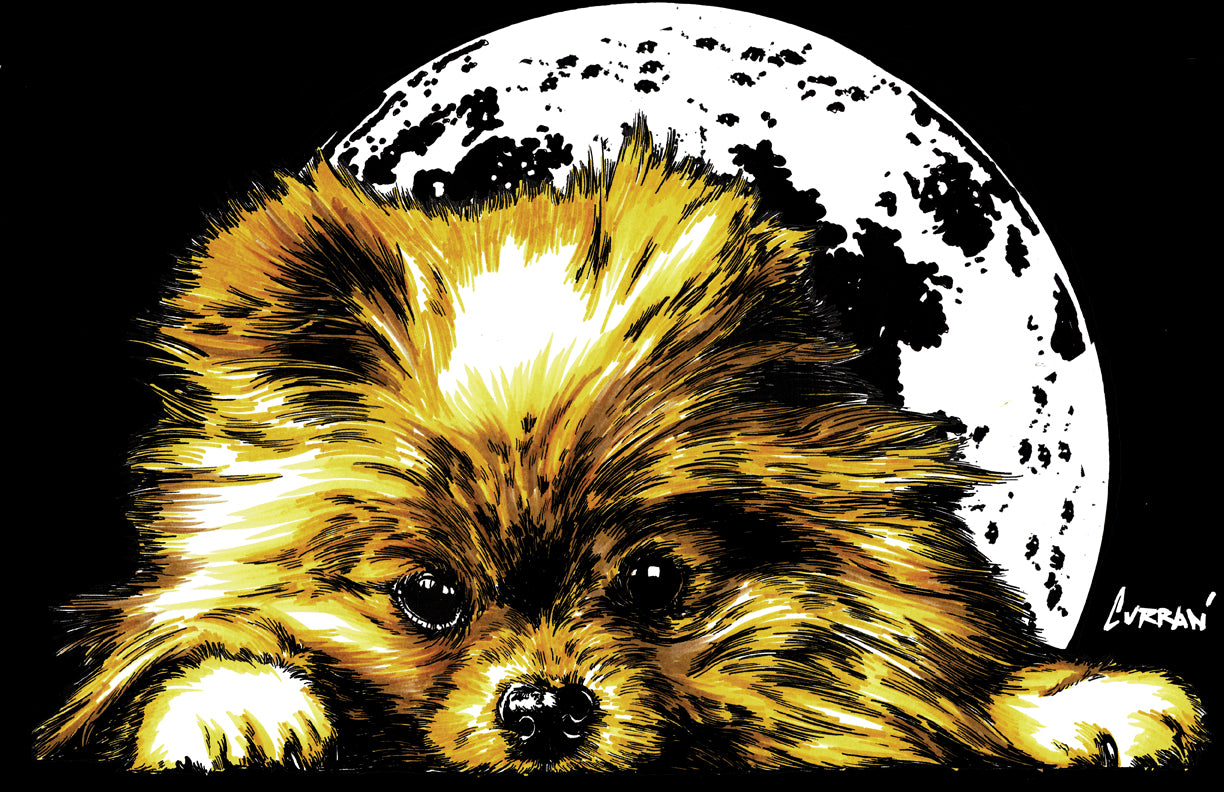 Pomeranian Wall Art Poster