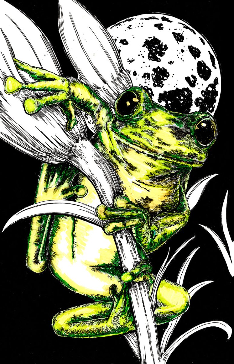 Frog 1 Digital Download - Curran Artworks