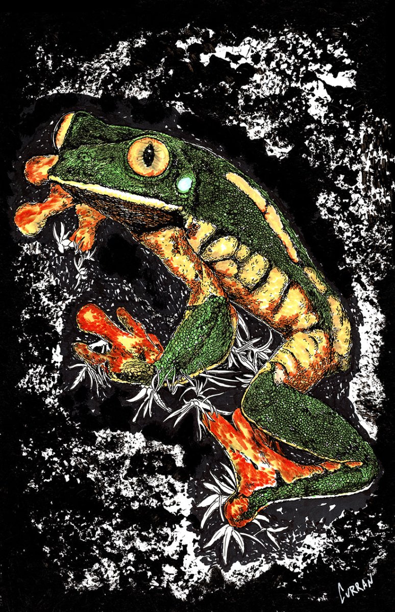 Frog 2 Digital Download - Curran Artworks