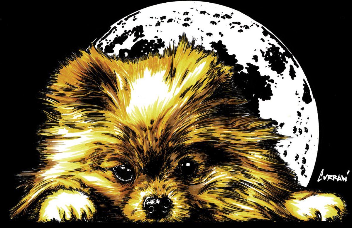 Pomeranian Digital Download - Curran Artworks