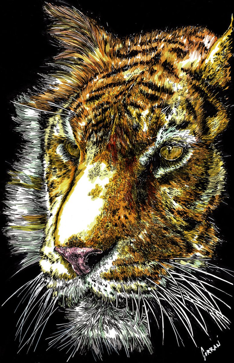Tiger 2 Digital Download - Curran Artworks