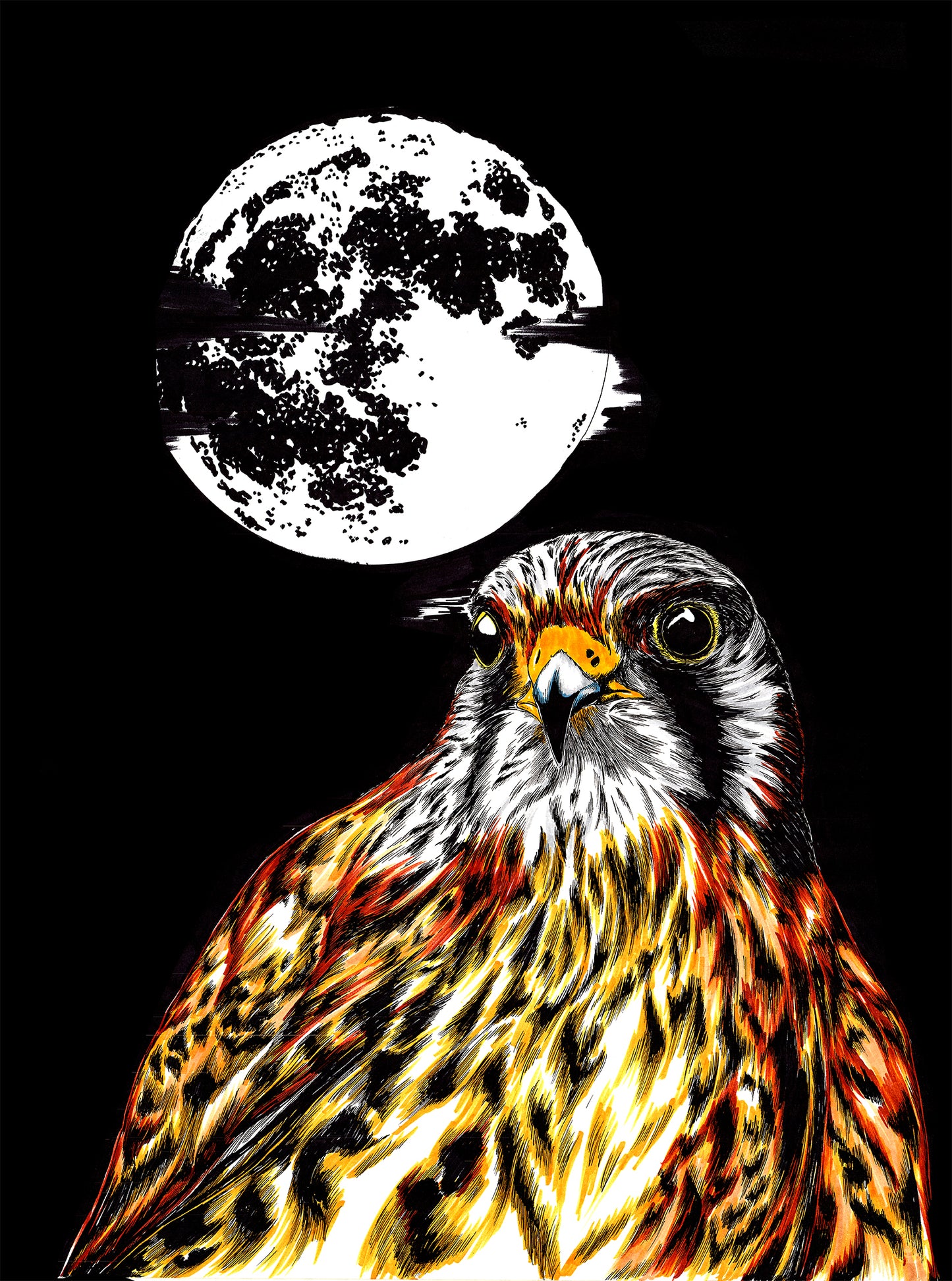 Falcon Original Hand Drawn Wall Art Poster