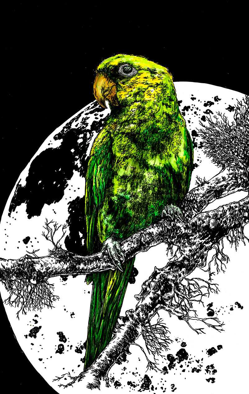 Parrot 1 Original Hand Drawn Wall Art Poster