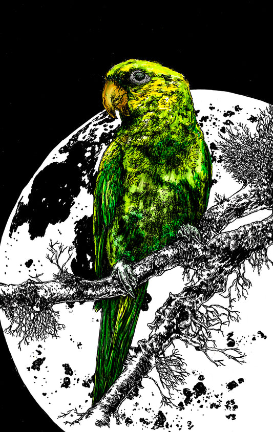 Parrot 1 Wall Art Poster