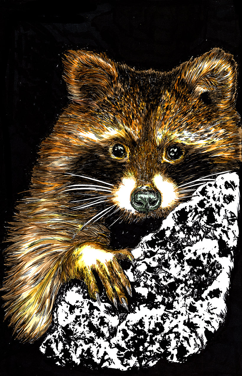 Raccoon Wall Art Poster