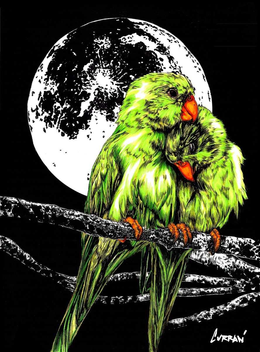 Parrots Digital Art Download by Kris Curran